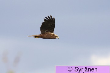 IMG_5912_2_2.JPG