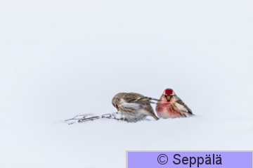 urpiainen_Sastamala210207_iso1D.jpg