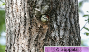 kapytikka_Kuru090617_iso3B.jpg