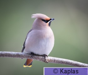 Bomgar_015_20-1.jpg