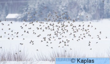 Carduelis_021_21.jpg