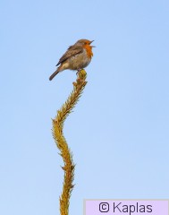 Erirub_004_20.jpg