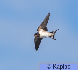 Hirrus_003_20 (1 of 1).jpg
