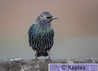 Kottaraine (1 of 1).jpg