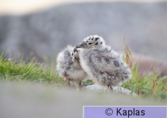 Larcan_051_20.jpg