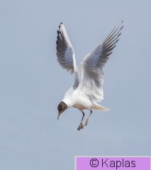 Larrid_043_20.jpg