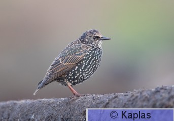 Stuvul_047_20 (1 of 1).jpg