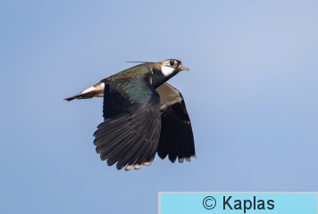 Vanvan_001_20.jpg