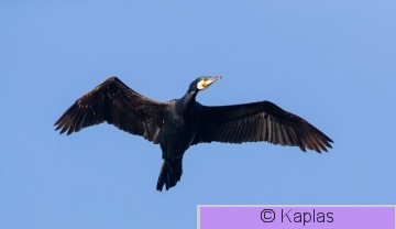 Phacar_043_20.jpg