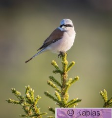 Lancol_037_20.jpg