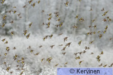 20210102_01_Tikli_TimoKervinen.jpg