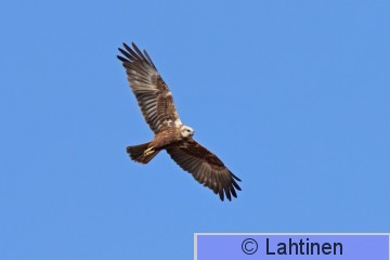 IMG_1931 k'.jpg