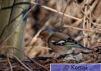 DSC_9540.jpg