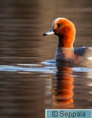 haapana_koiras_Tampere210416_iso.jpg