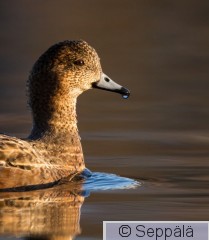 haapana_naaras_Tampere210426_iso.jpg
