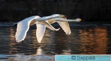 laulujoutsenet_Tampere210416_iso.jpg