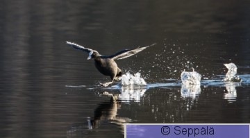 nokikana_Tampere210416_iso.jpg
