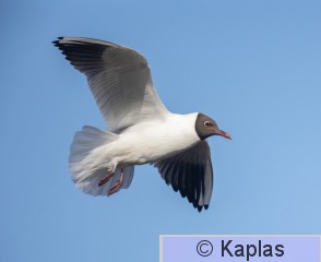 Larrid_030_21.jpg