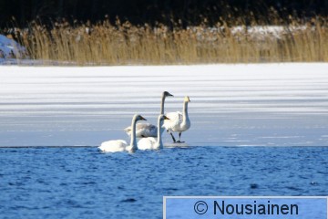 Laulujoutsen1a LV h20.jpg