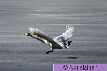 Laulujoutsen4b LV h20.jpg