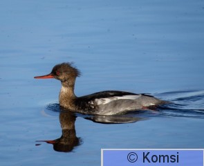 DSC_0512-2.jpg