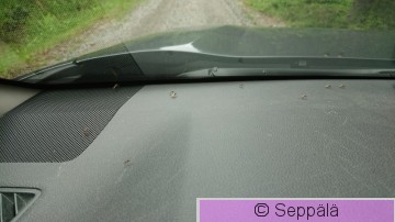 hyttysiä.JPG