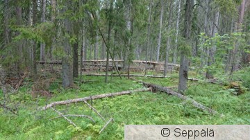 elämänmäki2.JPG