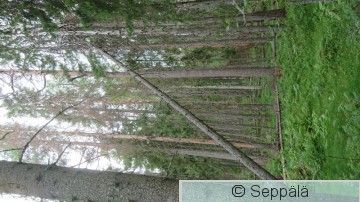 elämänmäki6.JPG