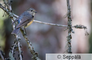 sinipyrsto_Ikaalinen210705_isoC.jpg