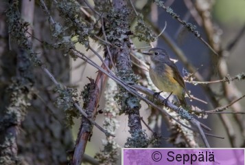 sinipyrsto_Ikaalinen210705_iso4.jpg
