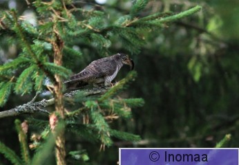 IMG_7034.JPG