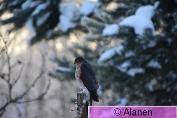 AAA_6340.JPG