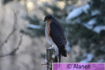 AAA_6345.JPG