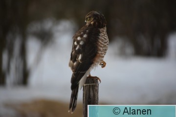 AAA_6432.JPG