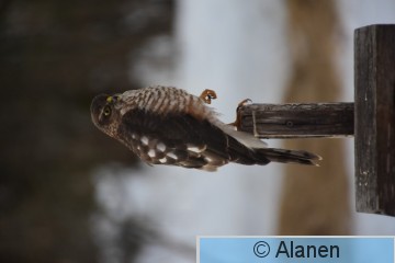 AAA_6435.JPG
