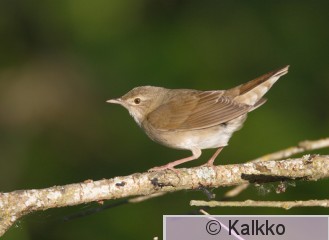 viitasirkkalintu 021.jpg