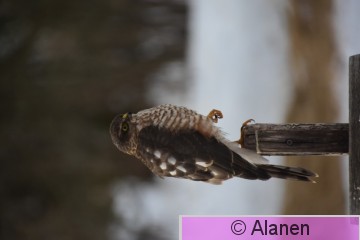 AAA_6438.JPG