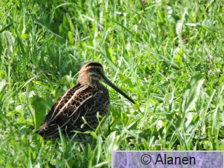 DSCN0918.JPG