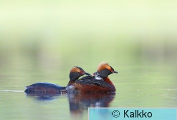 mustakurkku-uikku 080.jpg