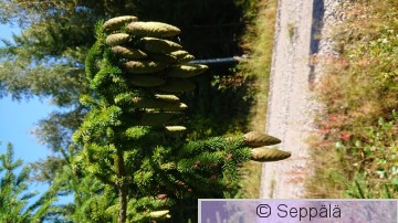 Kävyt.JPG
