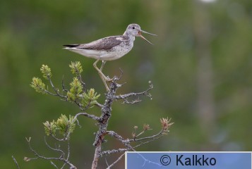 valkoviklo 024.jpg