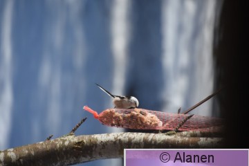 AAA_6460.JPG