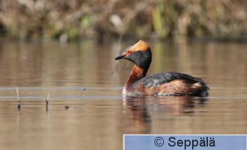 mustakurkku-uikku_Espoo110506_iso3.jpg