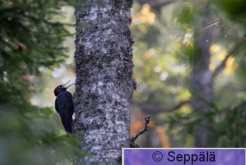 palokarki_Kuru210906_iso1.jpg