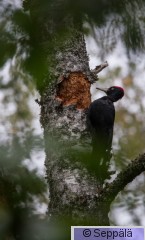 palokarki_Kuru210906_iso3.jpg