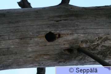 Pesäkolo.JPG
