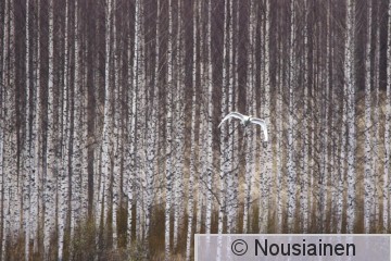 Laulujoutsen7b MJ h20.jpg