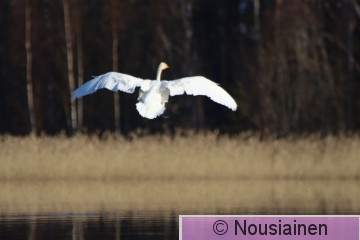 Laulujoutsen8b LV h20.jpg
