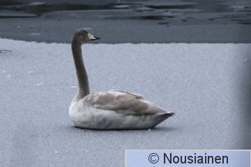 Laulujoutsen1a MJ t21.jpg
