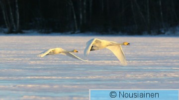 Laulujoutsen2h HS m21.jpg